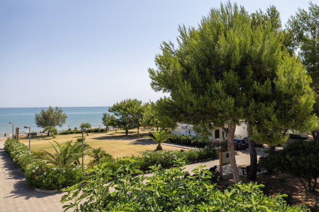 Parco verde con alberi vicino alla spiaggia.