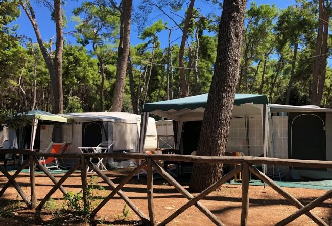 Tende in un campeggio vicino a pini.