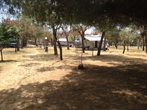 Campo da campeggio con alberi e tende.