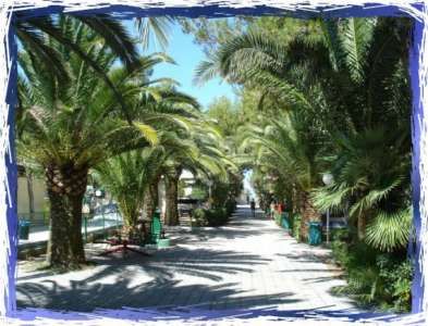 Viale alberato con palme e ombre proiettate sul sentiero.