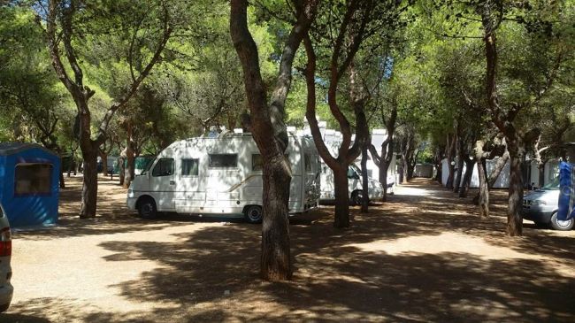 Camper parcheggiati in una pineta ombreggiata.
