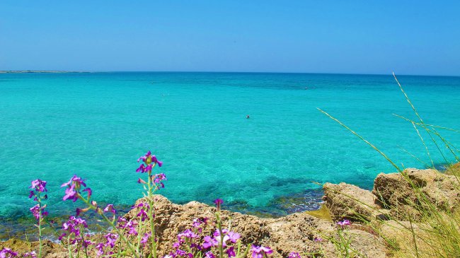 Mare cristallino con fiori viola in primo piano.