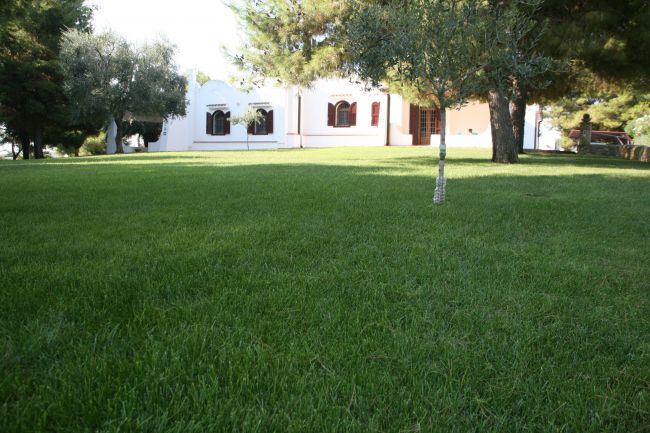 Ampio prato verde con alberi e casa bianca sullo sfondo.