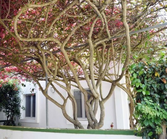 Albero fiorito davanti a una facciata bianca.