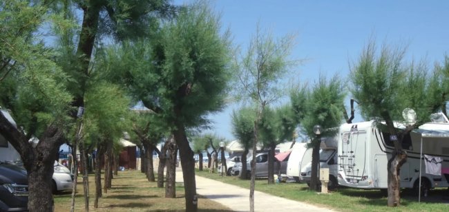 Camper parcheggiati vicino ad alberi lungo un sentiero.